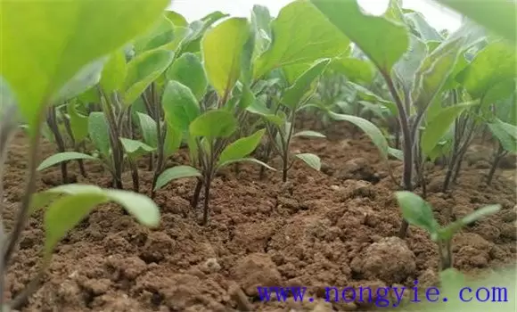 茄子育苗方法和时间 茄子育苗方法和时间
