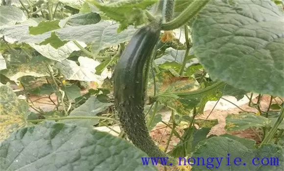黄瓜畸形瓜形成的原因是什么 黄瓜畸形瓜形成的原因是什么