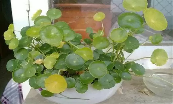 金钱草叶子发黄怎么处理怎么补救