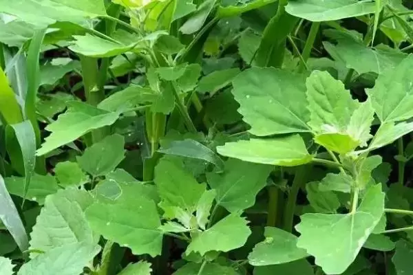 野菜的种植前景怎样,常见野菜的种植效益 野菜的种植前景怎样,常见野菜的种植效益