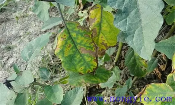 茄子病毒病的症状 茄子病毒病的症状