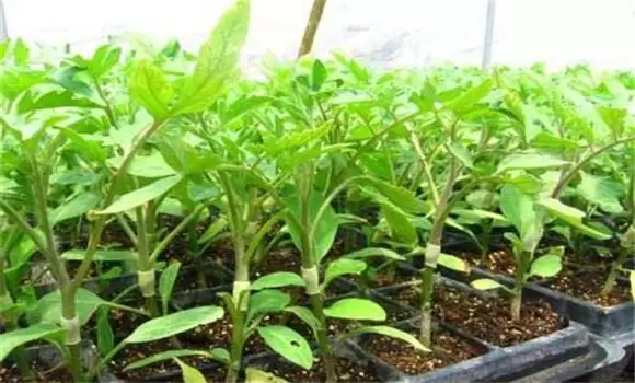 茄子嫁接育苗技术要点 茄子嫁接育苗技术要点