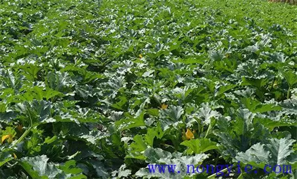 西葫芦褐腐病的症状、发病规律与防治方法 西葫芦褐腐病的症状、发病规律与防治方法