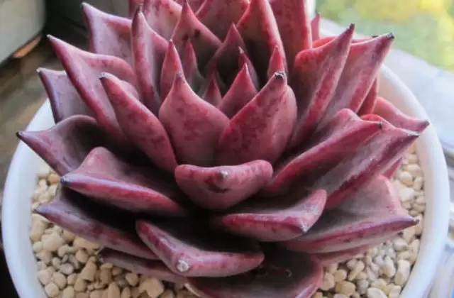 血罗是什么,血罗与罗密欧有什么区别 血罗是什么,血罗与罗密欧有什么区别