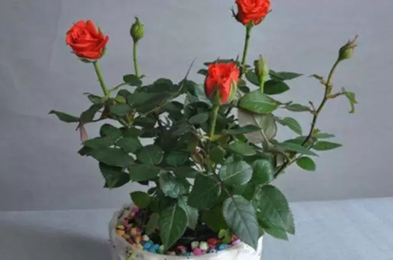 酵母粉兑水可以浇哪些花卉 酵母粉兑水可以浇哪些花卉