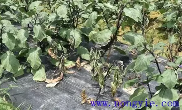 茄子青枯病治疗的方法 茄子青枯病治疗的方法