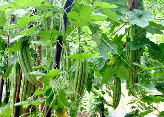 苦瓜的种植时间