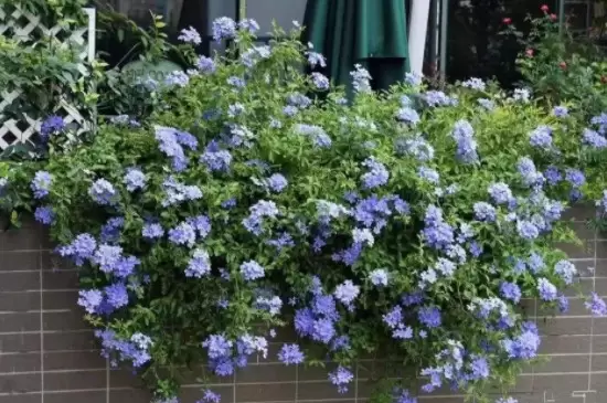 蓝色的花有哪些及花名 蓝色的花有哪些及花名