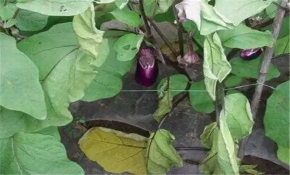 茄子青枯病治疗的方法 茄子青枯病治疗的方法