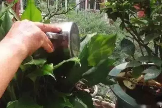 雪碧能浇哪几种花 雪碧能浇哪几种花