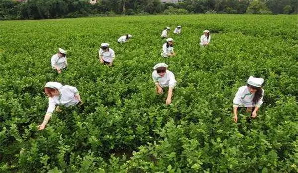 茉莉花的养殖方法简介,怎样培育茉莉花 茉莉花的养殖方法简介,怎样培育茉莉花