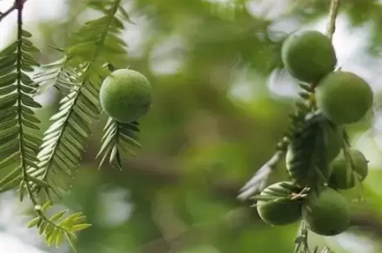 裸子植物是自养还是异养 裸子植物是自养还是异养
