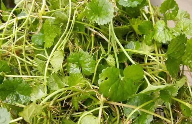 金钱草的食用方法 金钱草的食用方法