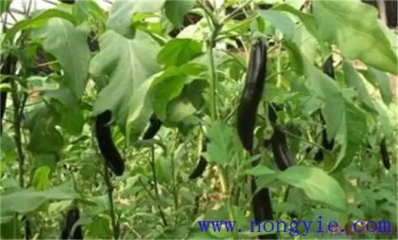 茄子再生技术简介 茄子再生技术简介