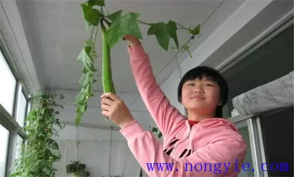 阳台丝瓜种植技术