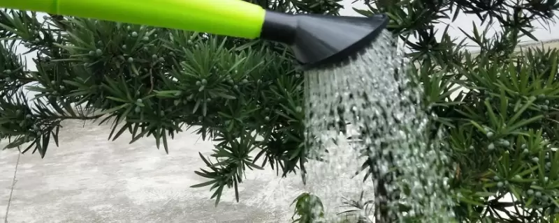雪碧能浇哪几种花 雪碧能浇哪几种花