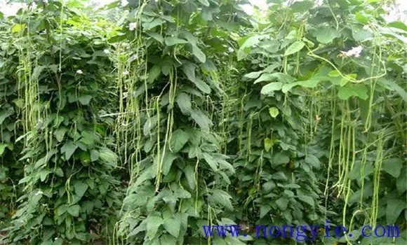 豇豆花叶病原是什么，豇豆花叶病怎么治