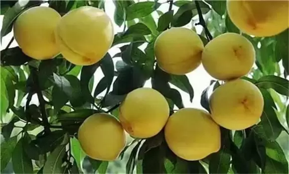 黄桃种植技术 黄桃种植技术