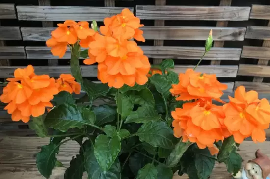 鸟尾花的花语是什么 鸟尾花的花语是什么