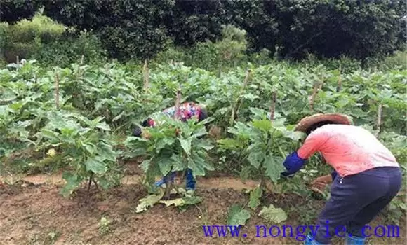 茄子再生技术简介 茄子再生技术简介