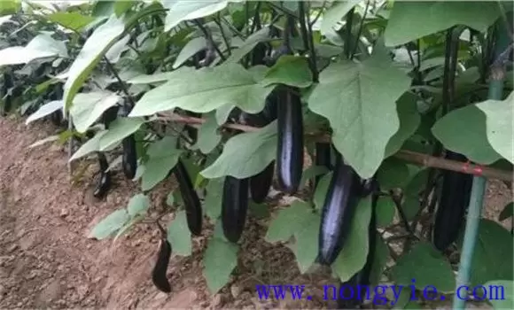 茄子双干整枝方法简介 茄子双干整枝方法简介