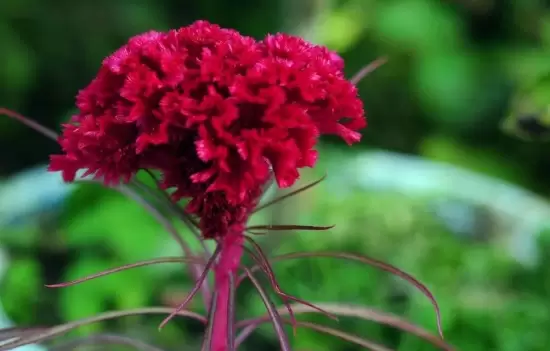 适合春季播种的花,春天适合种什么花 适合春季播种的花,春天适合种什么花