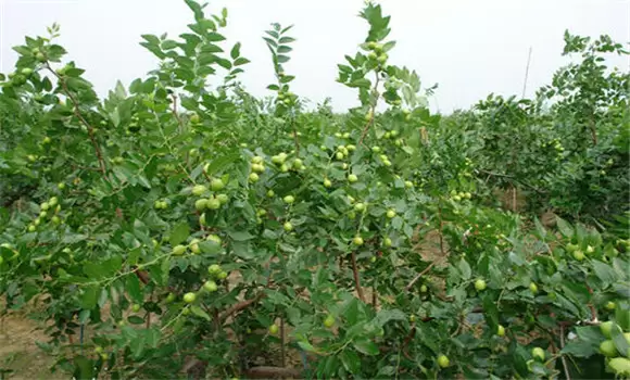 金铃圆枣种植与栽培技术要点 金铃圆枣种植与栽培技术要点