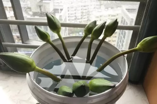 鲜花买回来后如何醒花 鲜花买回来后如何醒花