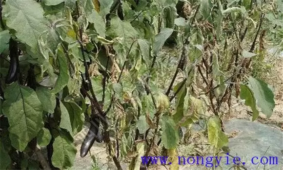 茄子黄萎病防治的方法 茄子黄萎病防治的方法
