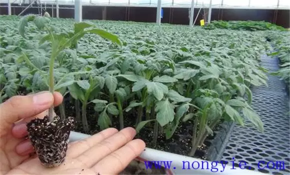 越冬番茄什么时间育苗 越冬番茄什么时间育苗