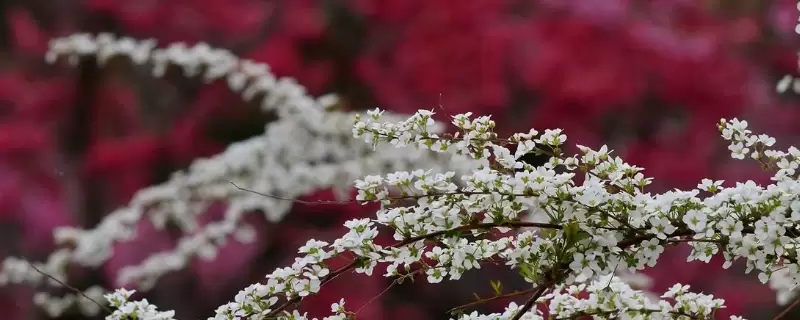 雪柳第二年还开花吗 雪柳第二年还开花吗