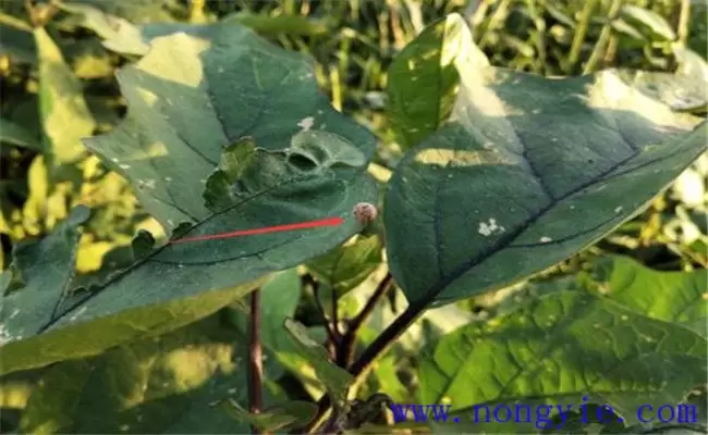 茄子灰霉病发病原因是什么 茄子灰霉病发病原因是什么
