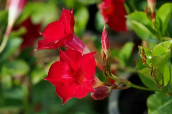 飘香藤花语和寓意 飘香藤花语和寓意