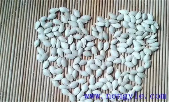 金丝瓜的种植和管理技术要点与主要步骤