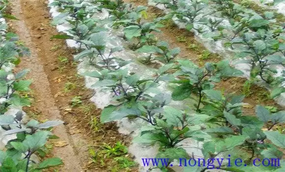 茄子嫁接育苗技术及种植技术 茄子嫁接育苗技术及种植技术