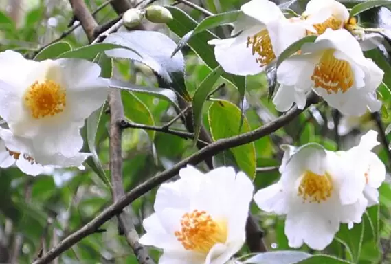 野生山茶花图片和功效 野生山茶花图片和功效