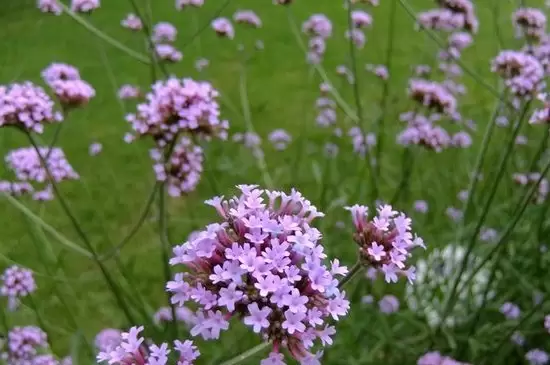马鞭草花期 马鞭草花期