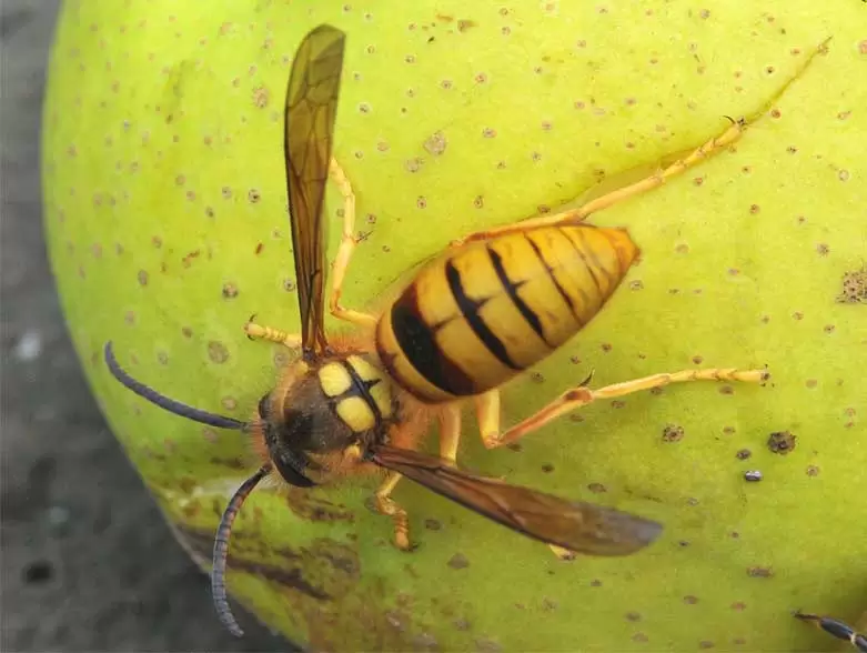 蜜蜂的主要生物天敌--胡蜂的防治 蜜蜂的主要生物天敌--胡蜂的防治