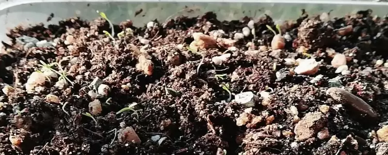 虞美人种子怎么种?最佳种植时间? 虞美人种子怎么种?最佳种植时间?