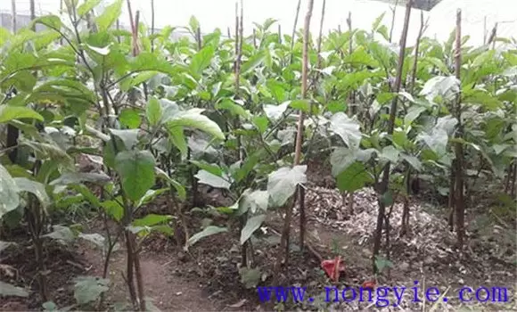 茄子日常如何管理 茄子日常如何管理