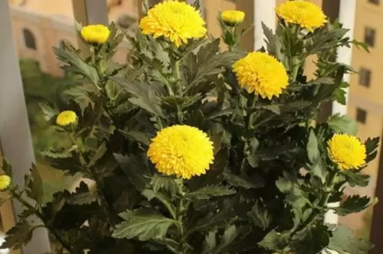 酵母粉兑水可以浇哪些花卉 酵母粉兑水可以浇哪些花卉