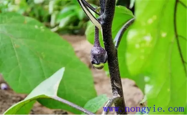 茄子灰霉病发病原因是什么 茄子灰霉病发病原因是什么