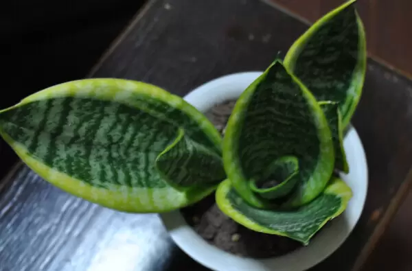 虎皮兰有什么作用 虎皮兰有什么作用