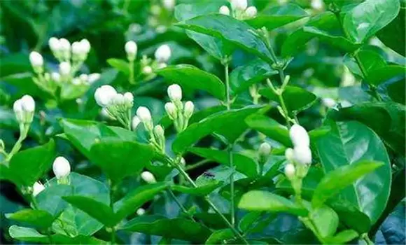 茉莉花的繁殖方法 茉莉花的繁殖方法