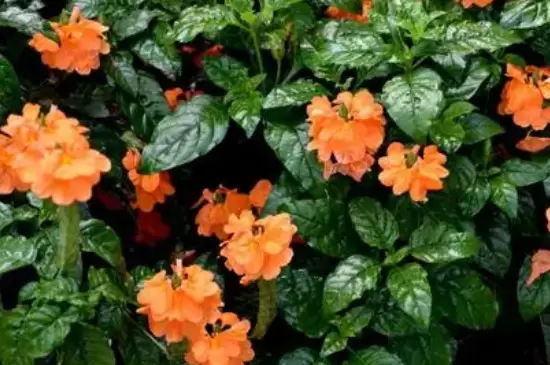 鸟尾花的花语是什么 鸟尾花的花语是什么