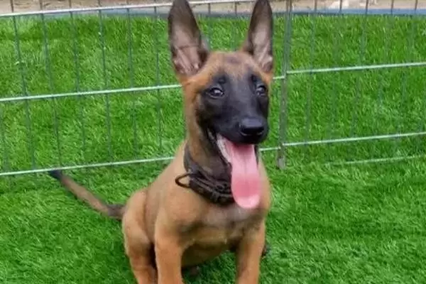 马犬幼犬如何喂养,婴儿期每天需要喂三次 马犬幼犬如何喂养,婴儿期每天需要喂三次