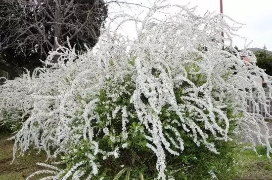 雪柳第二年还开花吗 雪柳第二年还开花吗