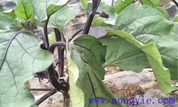 茄子黄萎病的发病条件 茄子黄萎病的发病条件