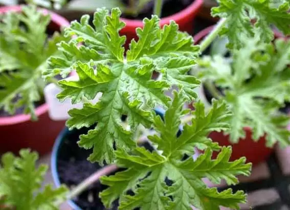 驱蚊草有用吗? 驱蚊草有用吗?