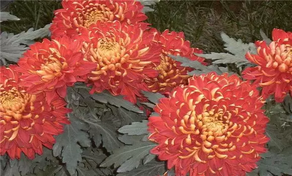 菊花的种类有哪些